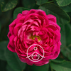 Florihana Absolute - Rose