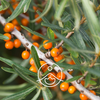 Florihana Carrier Oil - Sea Buckthorn [Organic]