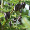 Florihana Essential Oil - Black Spruce [Organic]