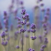 Florihana Essential Oil - Lavender Spike [Organic]