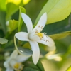 Florihana Essential Oil - Neroli [Organic]