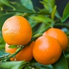 Florihana Essential Oil - Red Mandarin (Tangerine) [Organic]