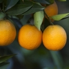 Florihana Essential Oil - Sweet Orange [Organic]
