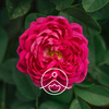 Florihana Floral Water - Damask Rose [Organic]
