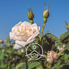 Florihana Floral Water - Rose Alba [Organic]