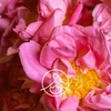 Florihana Floral Water - Rose Centifolia [Organic]