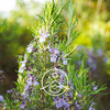 Florihana Floral Water - Rosemary Verbenone [Organic]