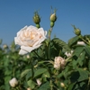 Florihana 3 Roses Face Cream  - 50ml