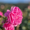 Florihana Face Oil Rose & Rose - 30ml