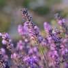 Florihana Shower Cream/Gel Wild Lavender (Gel) - 200ml